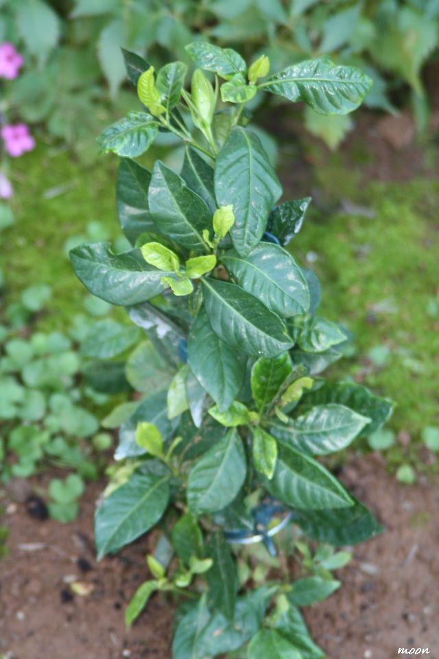 gardenija